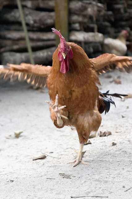 Rahasia Dapat Skor Tinggi di Chicky Run dengan Mudah!
